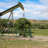 Green oil pumpjack in a field of cows in New Mexico